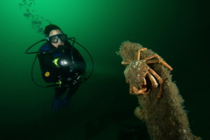 Spider crab & diver by Paul Colley 